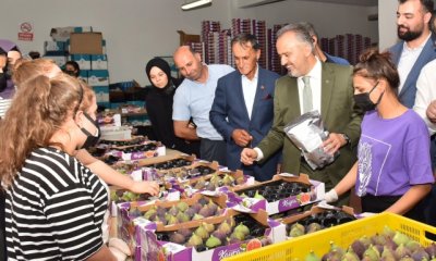 Büyükşehir Belediyesi incir üreticisine can suyu verdi!